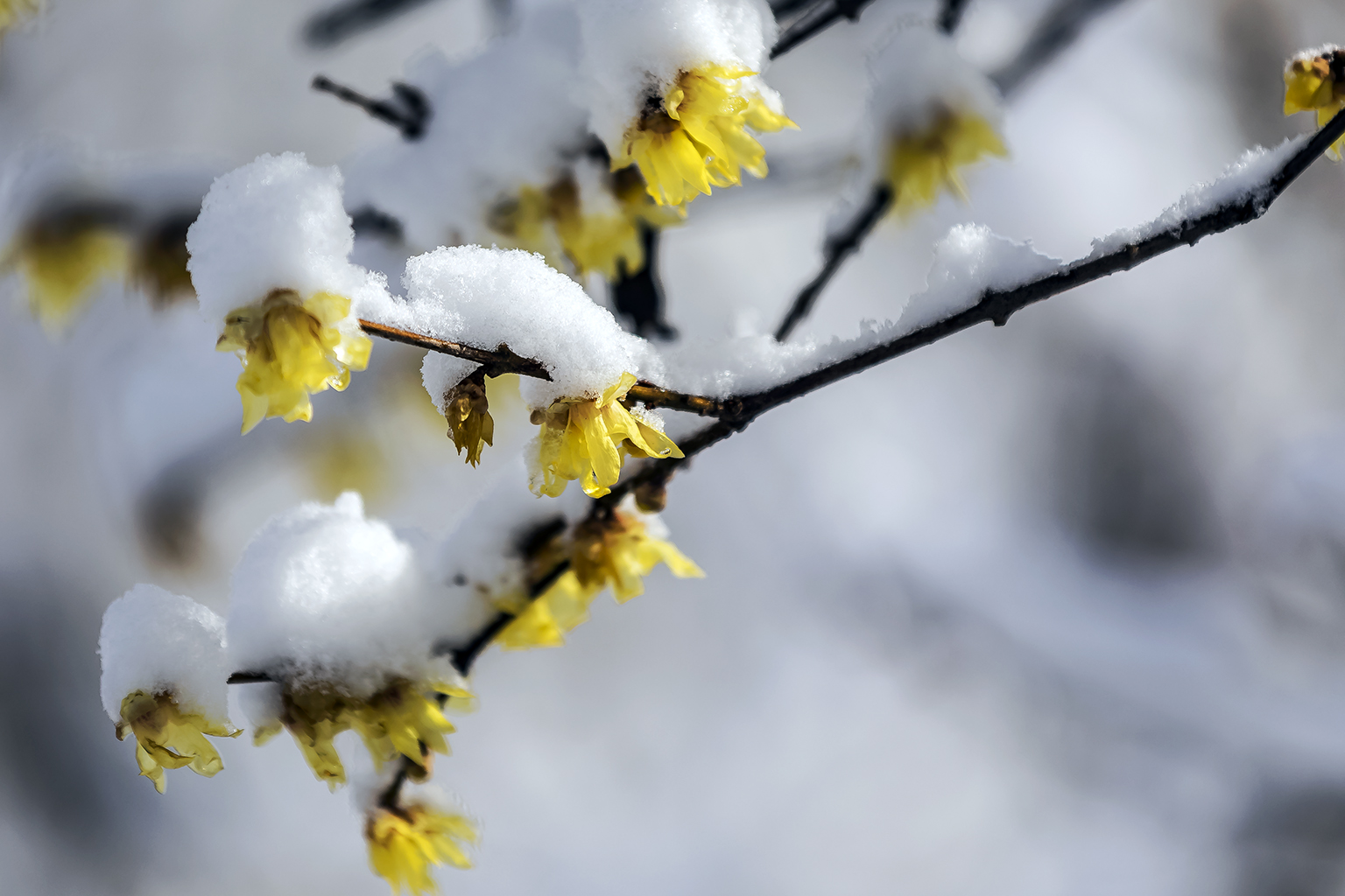 初雪